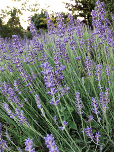 Lavender Essential Oil and Floral Water | Violet Valley
